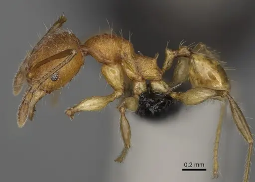 Pheidole makirovana specimen CASENT0923174 image casent0923174_3