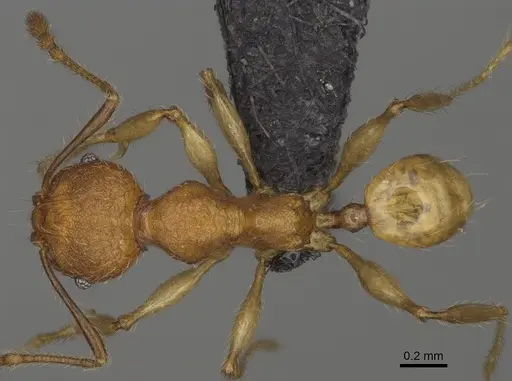 Pheidole makirovana specimen CASENT0923175 image casent0923175_1