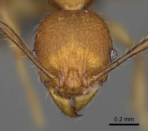 Pheidole makirovana specimen CASENT0923175 image casent0923175_2