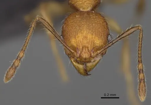 Pheidole makirovana specimen CASENT0923175 image casent0923175_3