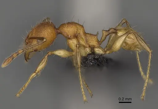 Pheidole makirovana specimen CASENT0923175 image casent0923175_4