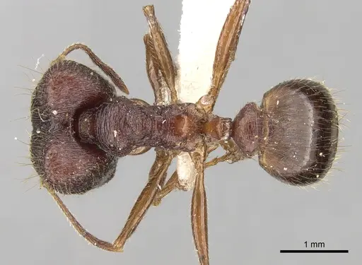 Pheidole malinsii specimen CASENT0281644 image casent0281644_1