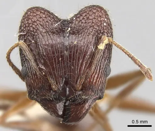 Pheidole malinsii specimen CASENT0281644 image casent0281644_2