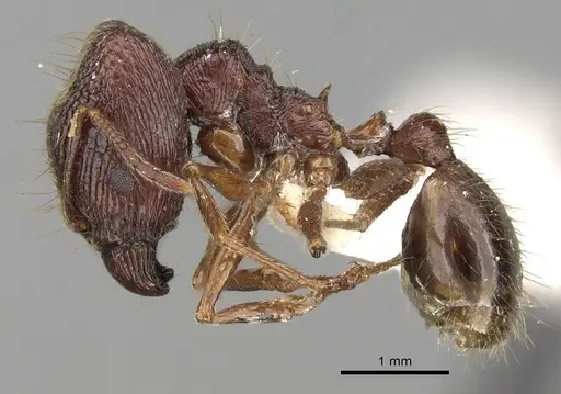 Pheidole malinsii specimen CASENT0281644 image casent0281644_3