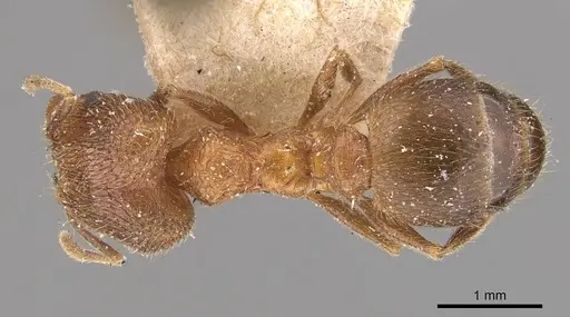 Pheidole malinsii specimen CASENT0907927 image casent0907927_1