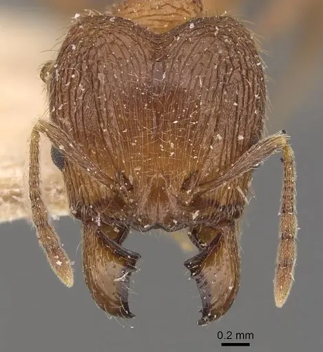 Pheidole malinsii specimen CASENT0907927 image casent0907927_2