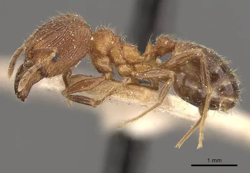 Pheidole malinsii specimen CASENT0907927 image casent0907927_3