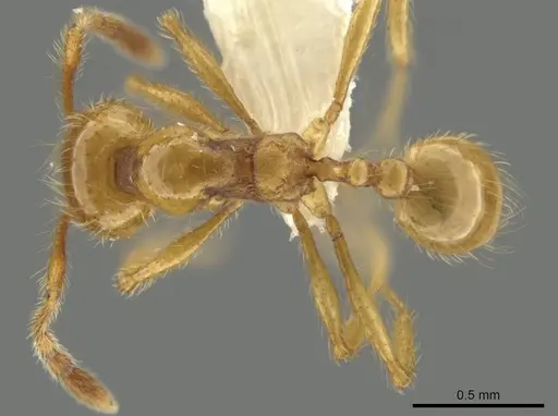 Pheidole mallota specimen CASENT0631379 image casent0631379_1