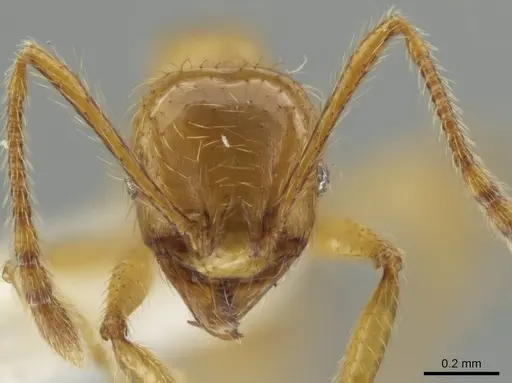 Pheidole mallota specimen CASENT0631379 image casent0631379_2
