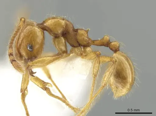 Pheidole mallota specimen CASENT0631379 image casent0631379_3