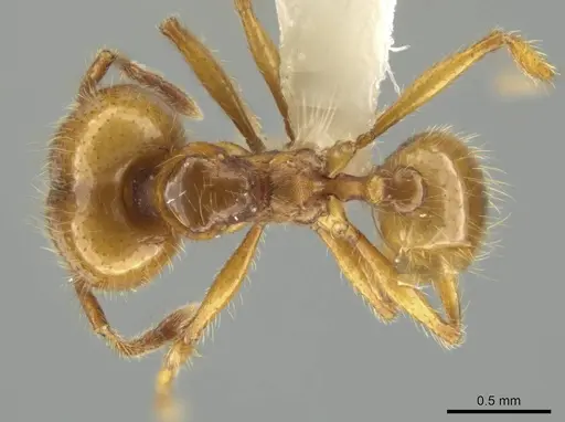 Pheidole mallota specimen CASENT0631380 image casent0631380_1