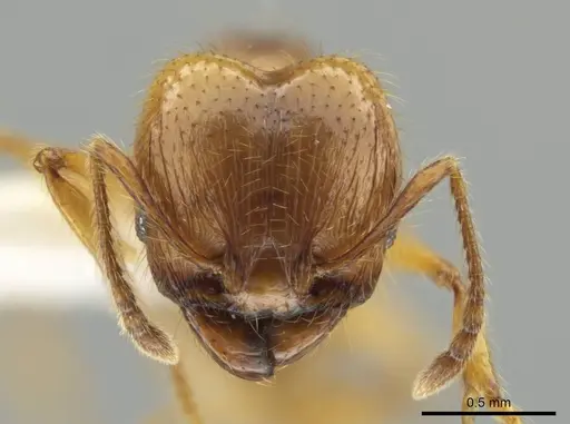 Pheidole mallota specimen CASENT0631380 image casent0631380_2