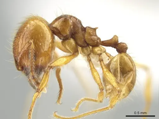 Pheidole mallota specimen CASENT0631380 image casent0631380_3