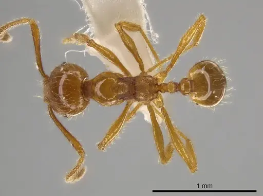 Pheidole mallota specimen INBIOCRI001280781 image inbiocri001280781_1