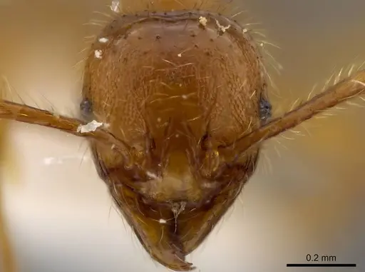 Pheidole mallota specimen INBIOCRI001280781 image inbiocri001280781_2