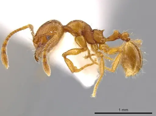 Pheidole mallota specimen INBIOCRI001280781 image inbiocri001280781_3