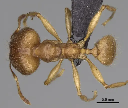 Pheidole mamirapiratra specimen CASENT0067219 image casent0067219_1