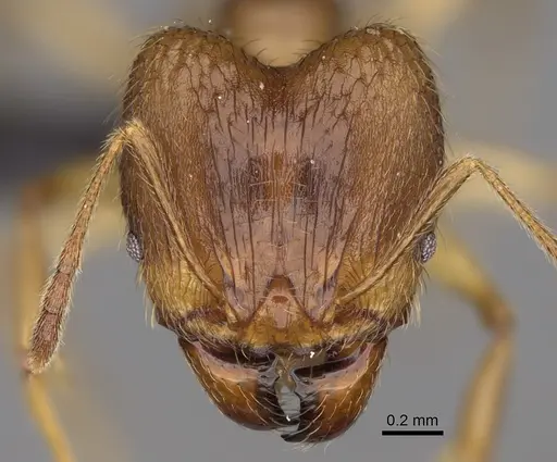 Pheidole mamirapiratra specimen CASENT0067219 image casent0067219_2