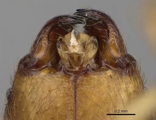 Pheidole mamirapiratra specimen CASENT0067219 image casent0067219_3
