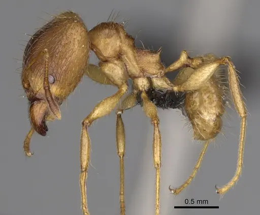 Pheidole mamirapiratra specimen CASENT0067219 image casent0067219_4