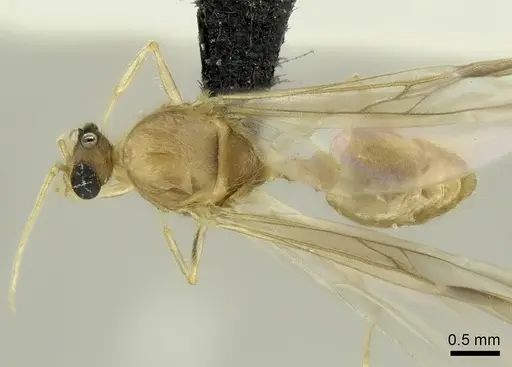 Pheidole mamirapiratra specimen CASENT0136874 image casent0136874_1