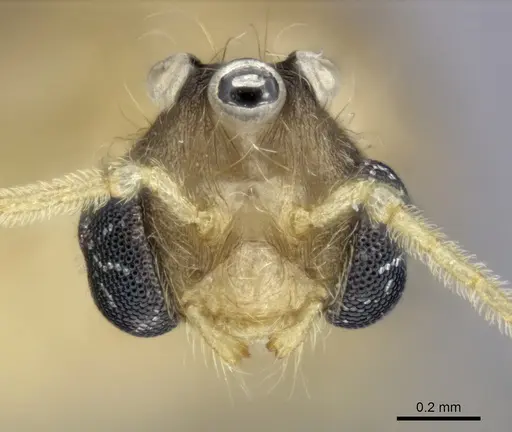 Pheidole mamirapiratra specimen CASENT0136874 image casent0136874_2
