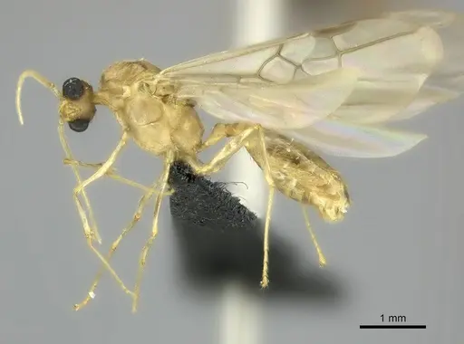 Pheidole mamirapiratra specimen CASENT0136874 image casent0136874_3