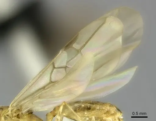 Pheidole mamirapiratra specimen CASENT0136874 image casent0136874_4