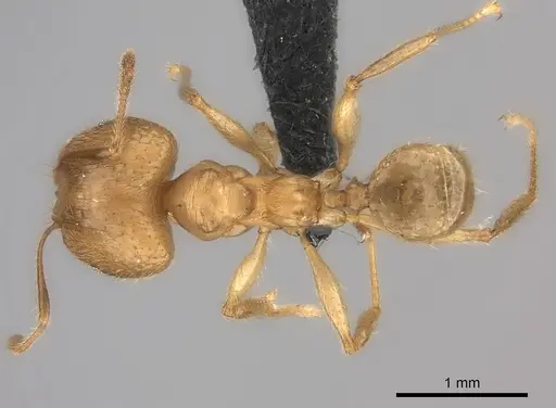 Pheidole mamirapiratra specimen CASENT0152307 image casent0152307_1