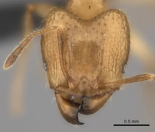 Pheidole mamirapiratra specimen CASENT0152307 image casent0152307_2