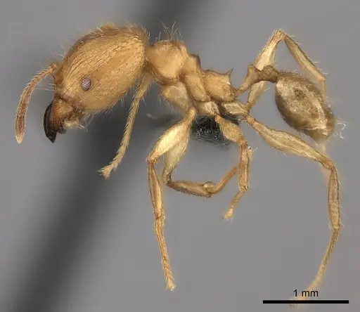 Pheidole mamirapiratra specimen CASENT0152307 image casent0152307_3