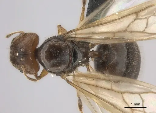 Pheidole mamirapiratra specimen CASENT0152308 image casent0152308_1