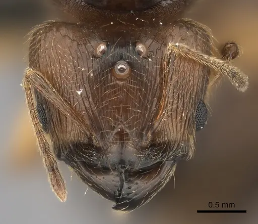 Pheidole mamirapiratra specimen CASENT0152308 image casent0152308_2
