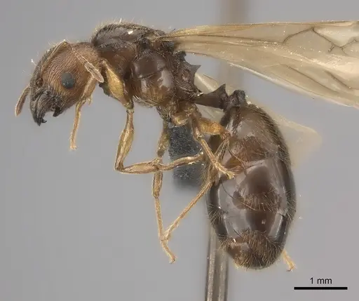 Pheidole mamirapiratra specimen CASENT0152308 image casent0152308_3