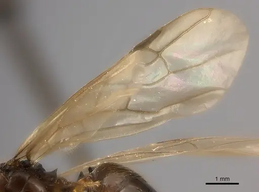 Pheidole mamirapiratra specimen CASENT0152308 image casent0152308_4