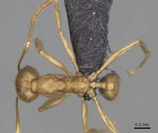 Pheidole mamirapiratra specimen CASENT0923268 image casent0923268_1