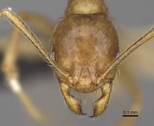 Pheidole mamirapiratra specimen CASENT0923268 image casent0923268_2