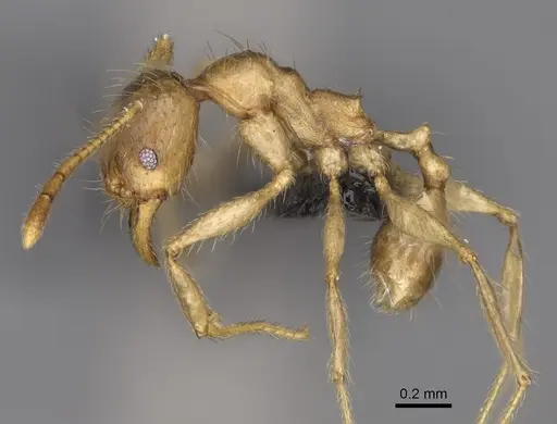 Pheidole mamirapiratra specimen CASENT0923268 image casent0923268_3