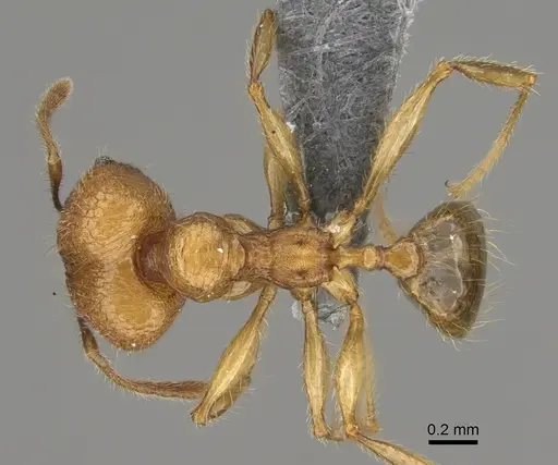 Pheidole mamiratra specimen CASENT0303725 image casent0303725_1