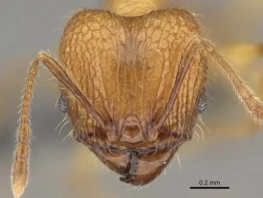 Pheidole mamiratra specimen CASENT0303725 image casent0303725_2