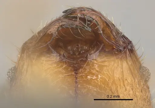 Pheidole mamiratra specimen CASENT0303725 image casent0303725_3