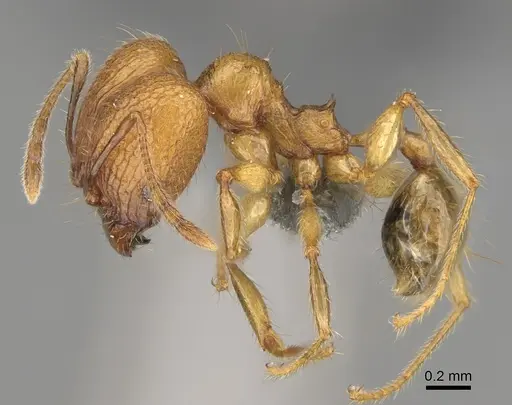 Pheidole mamiratra specimen CASENT0303725 image casent0303725_4