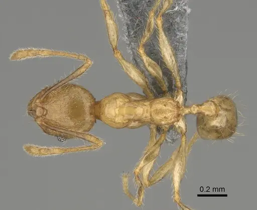 Pheidole mamiratra specimen CASENT0923291 image casent0923291_1