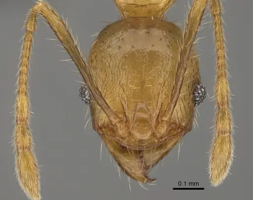 Pheidole mamiratra specimen CASENT0923291 image casent0923291_2