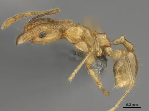 Pheidole mamiratra specimen CASENT0923291 image casent0923291_3