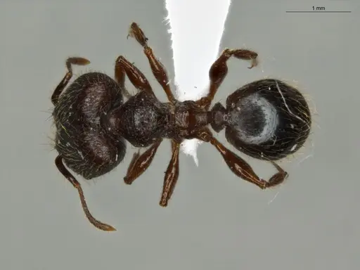 Pheidole mamore specimen ECOFOG-MI15-0359-10-S image ecofog-mi15-0359-10-s_1