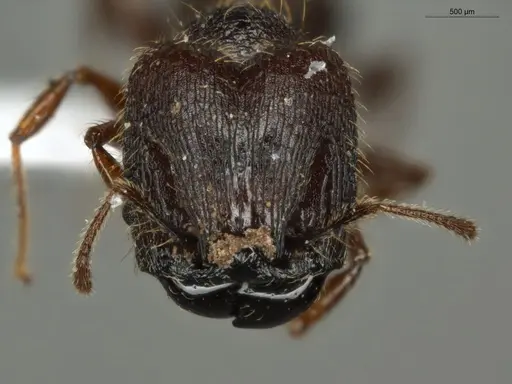 Pheidole mamore specimen ECOFOG-MI15-0359-10-S image ecofog-mi15-0359-10-s_2