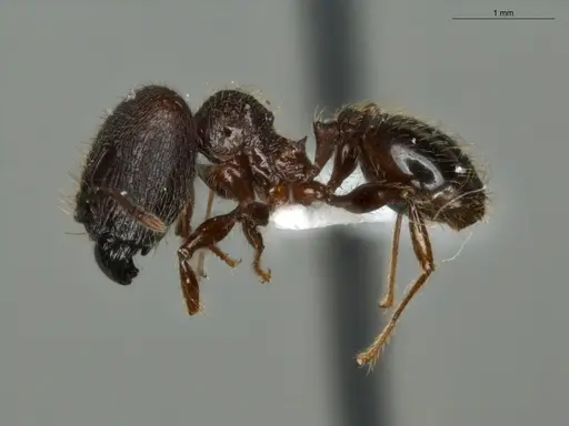 Pheidole mamore specimen ECOFOG-MI15-0359-10-S image ecofog-mi15-0359-10-s_3