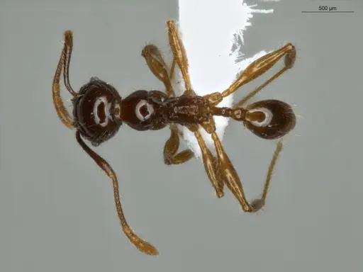 Pheidole mamore specimen ECOFOG-MI15-0359-10 image ecofog-mi15-0359-10_1