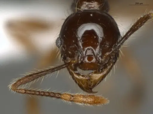Pheidole mamore specimen ECOFOG-MI15-0359-10 image ecofog-mi15-0359-10_2